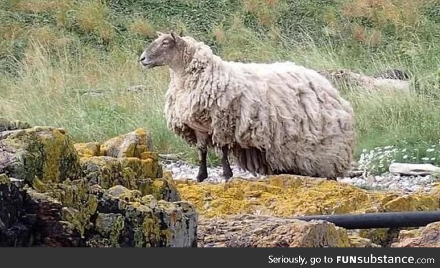 Picture of Fiona the sheep prior to being rescued after being stranded for two years
