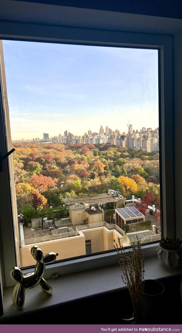 Central Park view from the only window in my 400 sq ft studio
