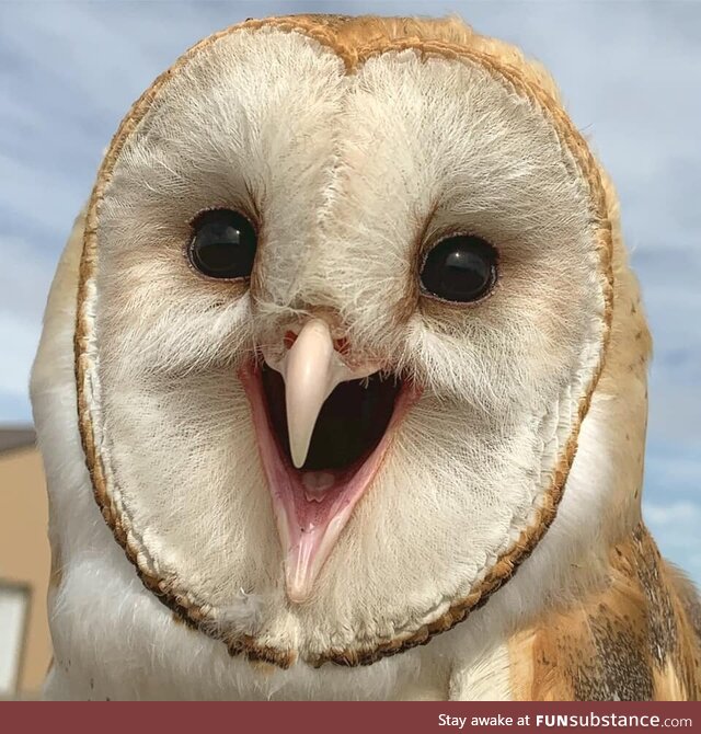 Owl pictures thread