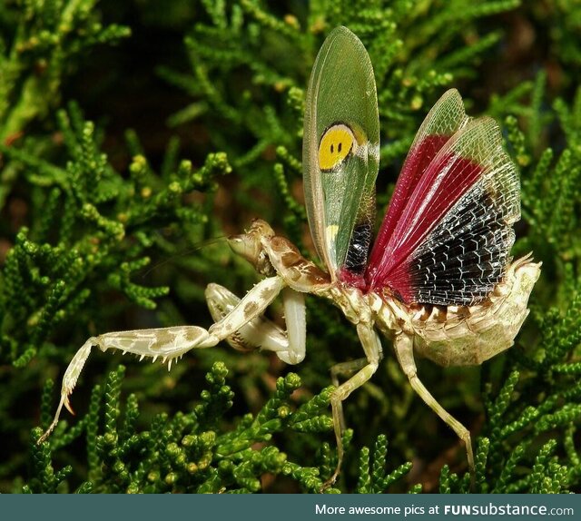 This is a flower mantis