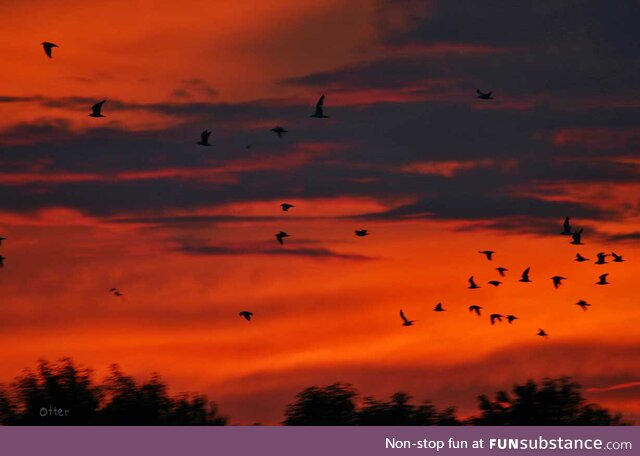 Sunset birds over a local lake