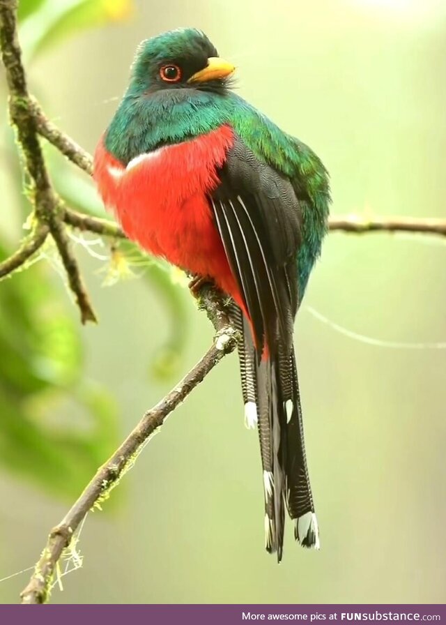 Masked trogon, andes, colombia