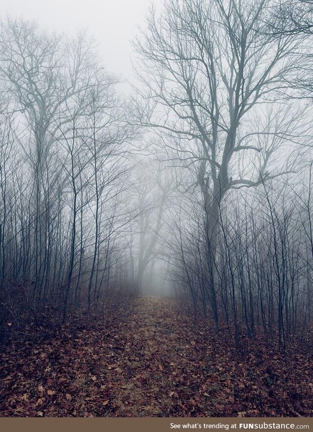 A walk through the woods (OC)