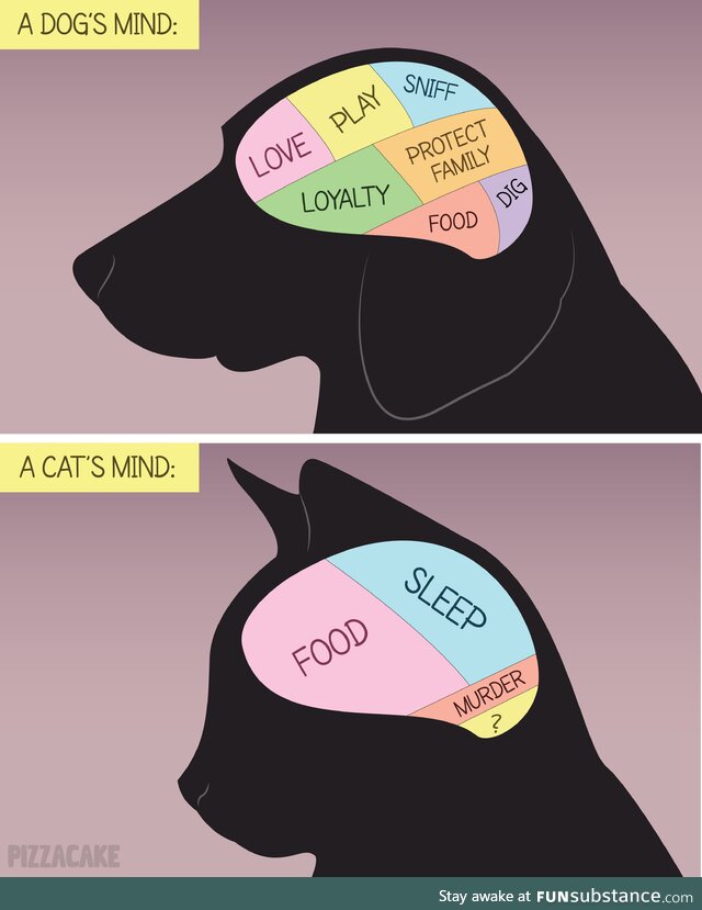 The minds of animals