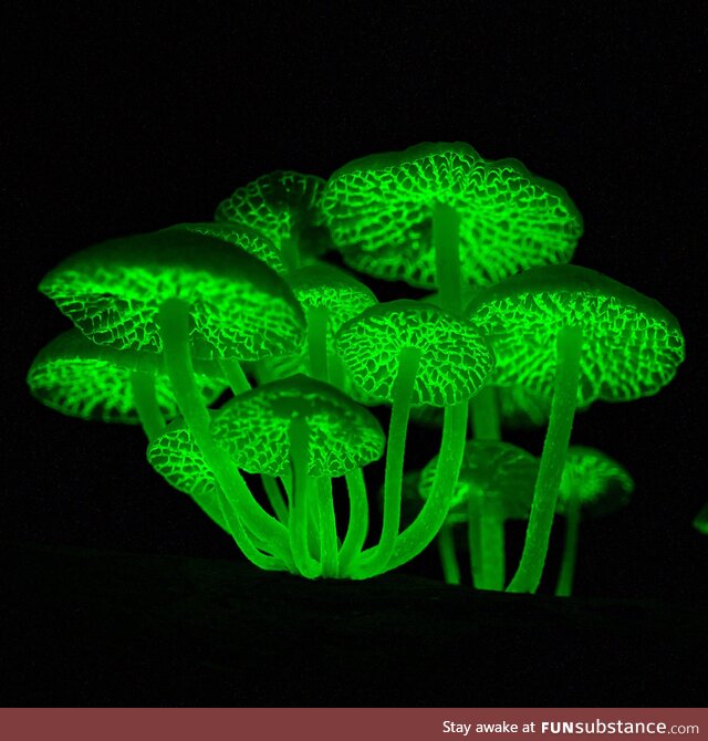 Bioluminescent mushroom, possibly M. Manipularis, found on Kaua'I growing on decaying