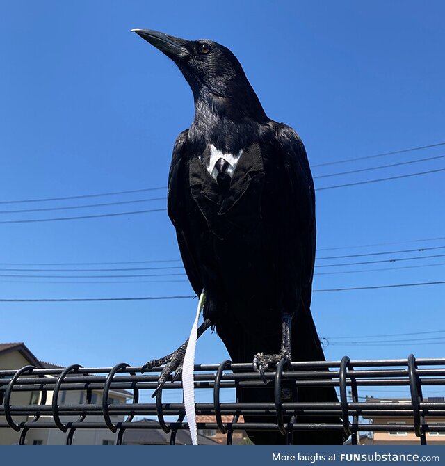 Crow with suit