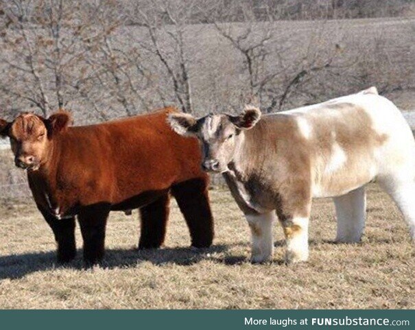These are shampooed, conditioned, blow-dried cows