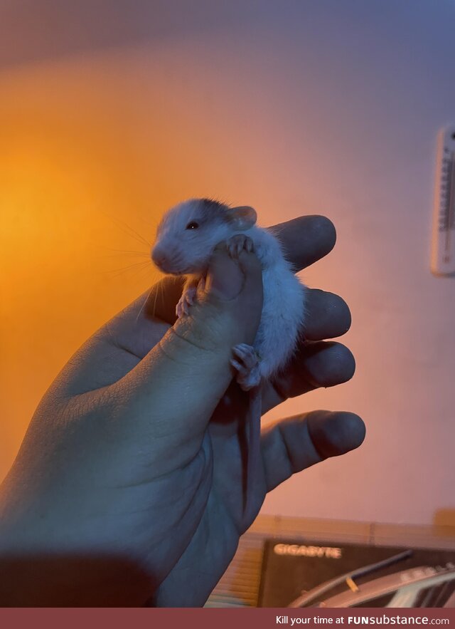 Smol rat <3