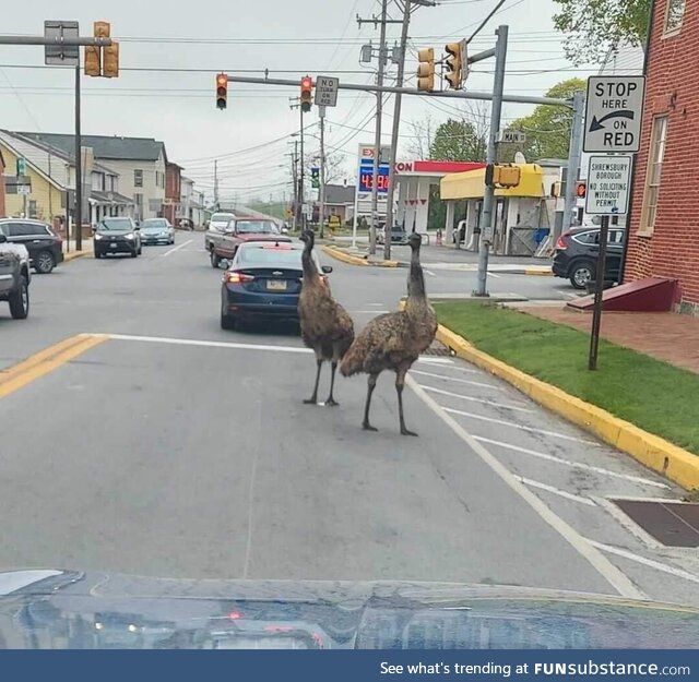[OC] A pair of pet Emus escaped in my old hometown in Pennsylvania. 3rd time this year
