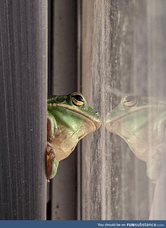 (oc) this tree frog, looking thoughtful