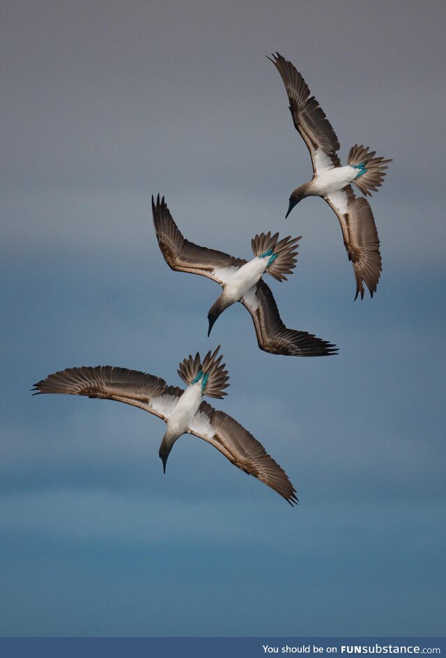 Merged 3 shots of a blue-footed booby going into a dive