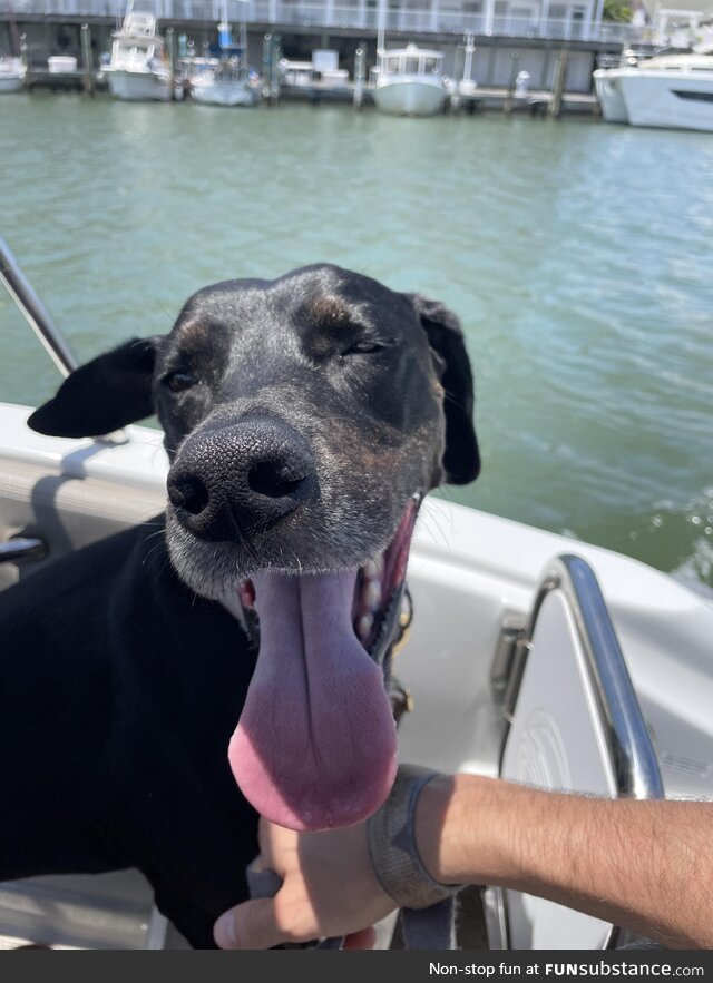 Boat ridding for the first time. Happiest dog in the world!