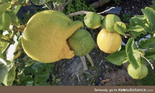 Angry citrus