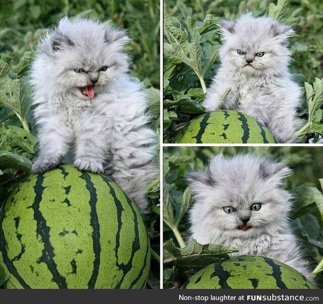 I see your angry watermelon cat, and raise you this fierce watermelon kitten