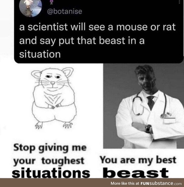 rodent