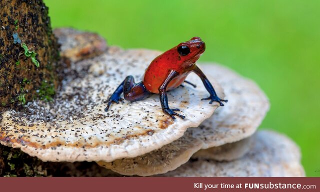 Mesmerizing and highly toxic Strawberry Poison Dart Frog on a mushroom