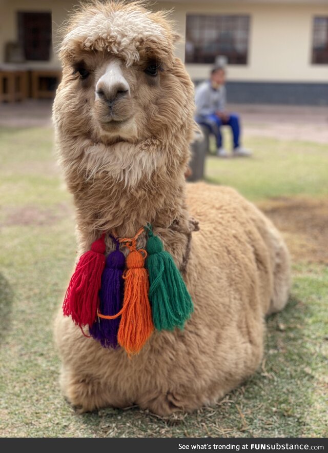 An adorable little alpaca (Cusco, Peru)