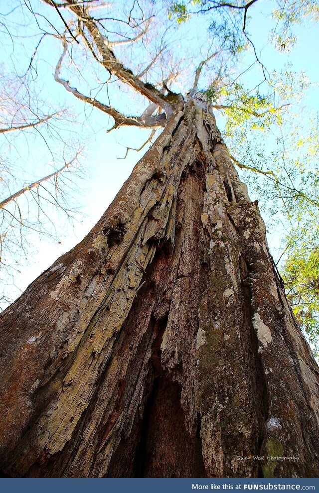[OC] Big tree at Hillsborough River State Park