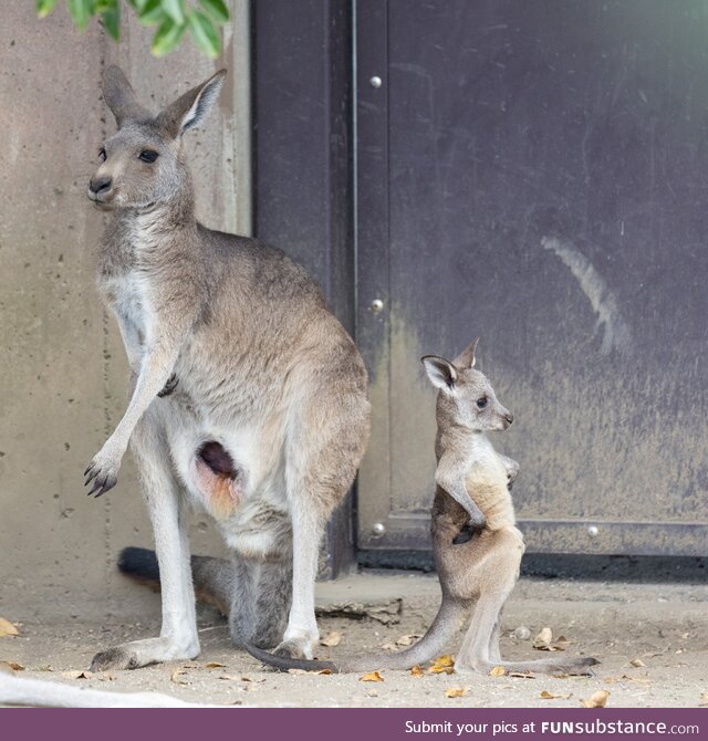 A baby kangaroo that looks like 'disappointed cricket fan'