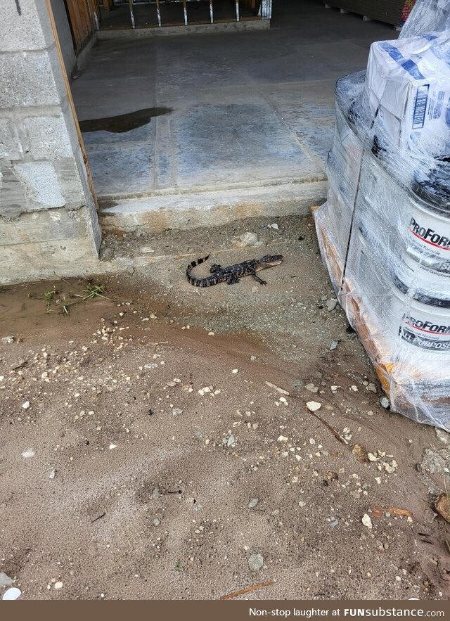 Came across this little guy on a jobsite in FL