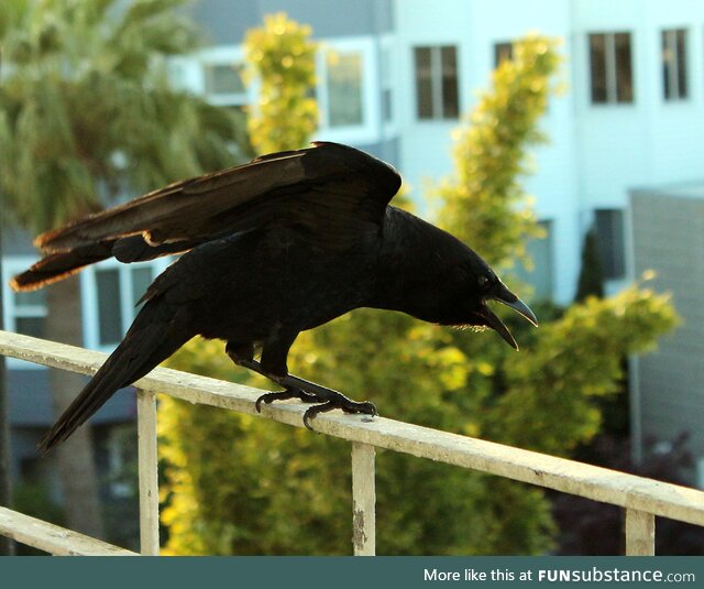 [OC] Juvenile crow politely asking for food