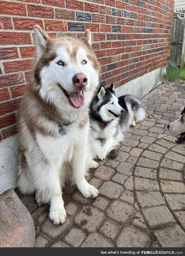 Dog sitting full time..Two of my favorites..Jackson and Rosie…no more call center for me