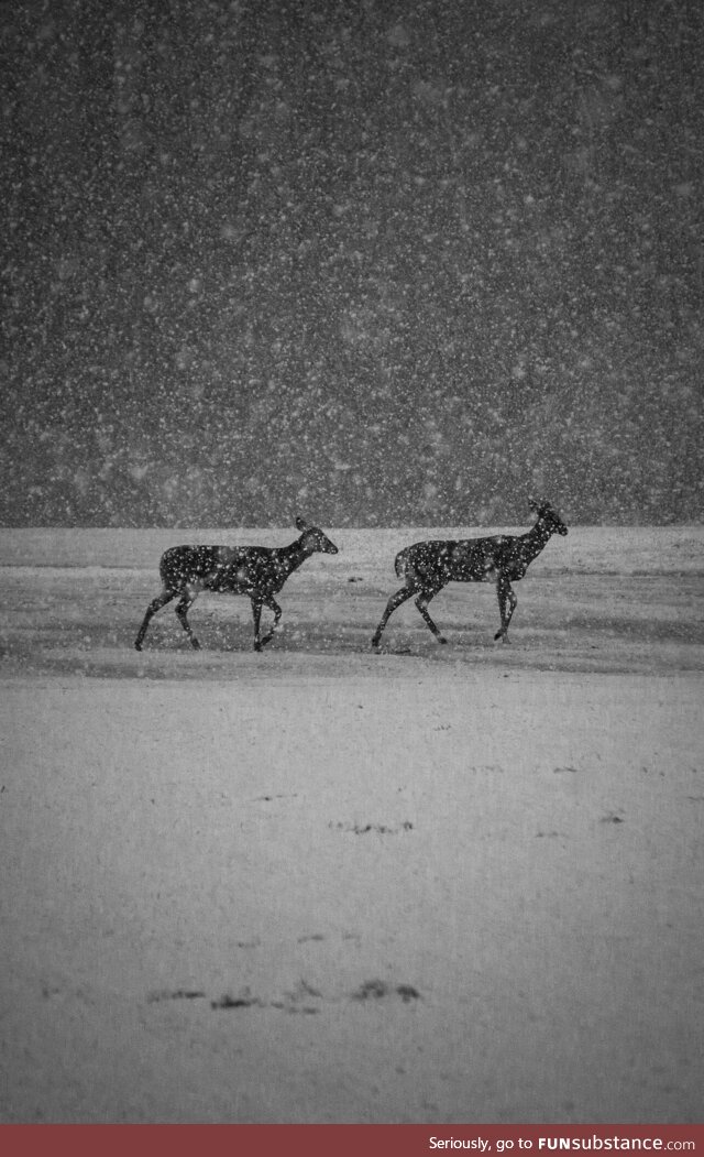 Deer in snowstorm — Michigan