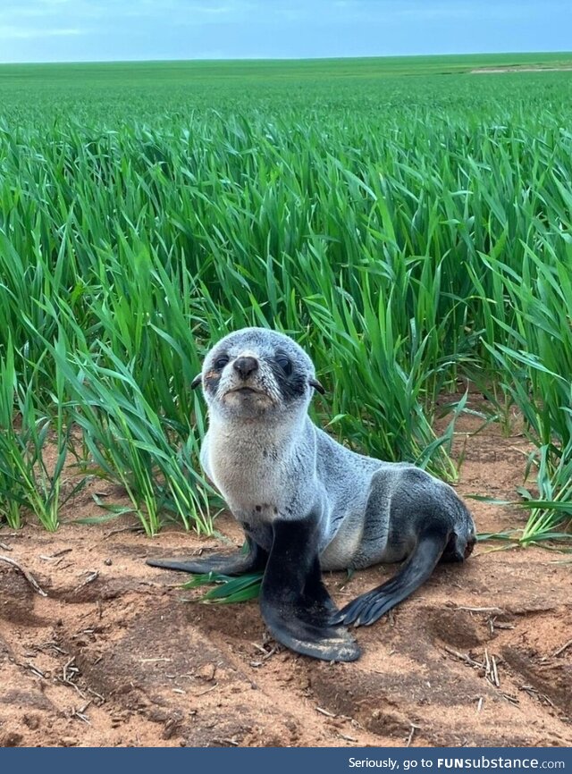 A South Australian farmer found a long-nosed fur seal 3km inland, and returned it to the