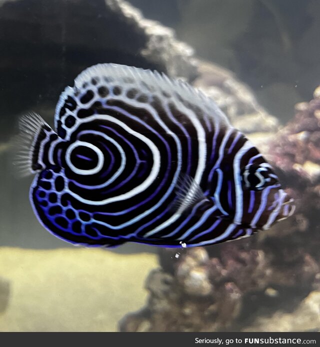 The most beautiful jerk in our aquarium