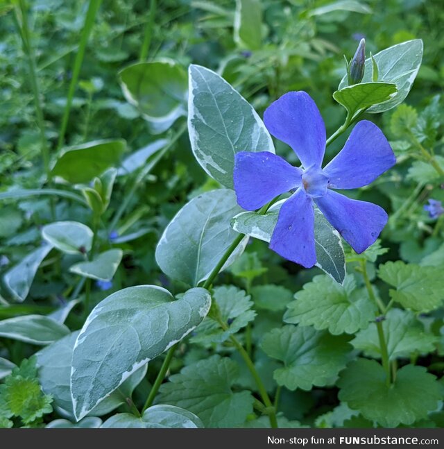 [OC] Wildflower in my unkempt lawn this morning