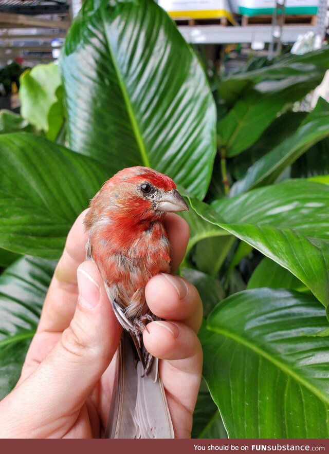 This beautiful House Finch I accidentally caught