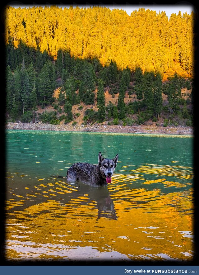 (OC) Picture I took of my dog Geode. McCloud Reservoir, CA