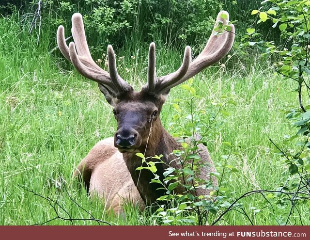 Elk my dad found in our yard. Bro must’ve gotten super lost. Elk shouldn’t exist in