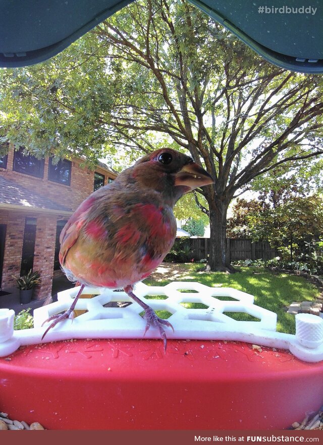 This juvenile cardinal hasn’t finished growing in his red feathers and looks kind of