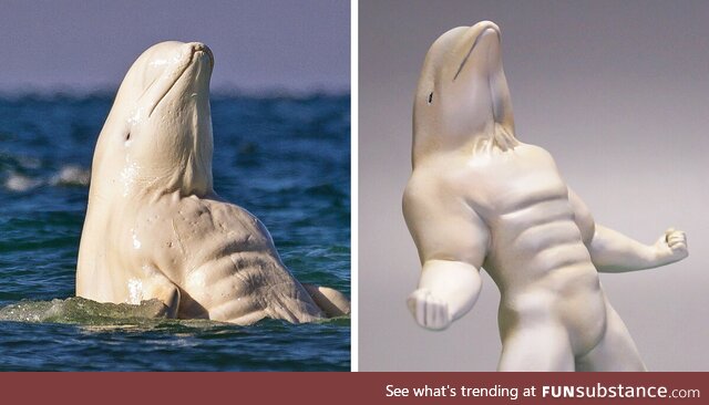 Dang, that's a jacked dolphin