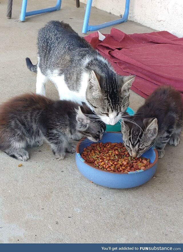 Papa kitty eating with his babies  (OC)