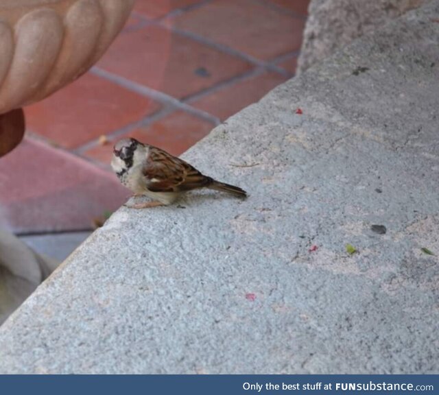 A little bird kept looking at me