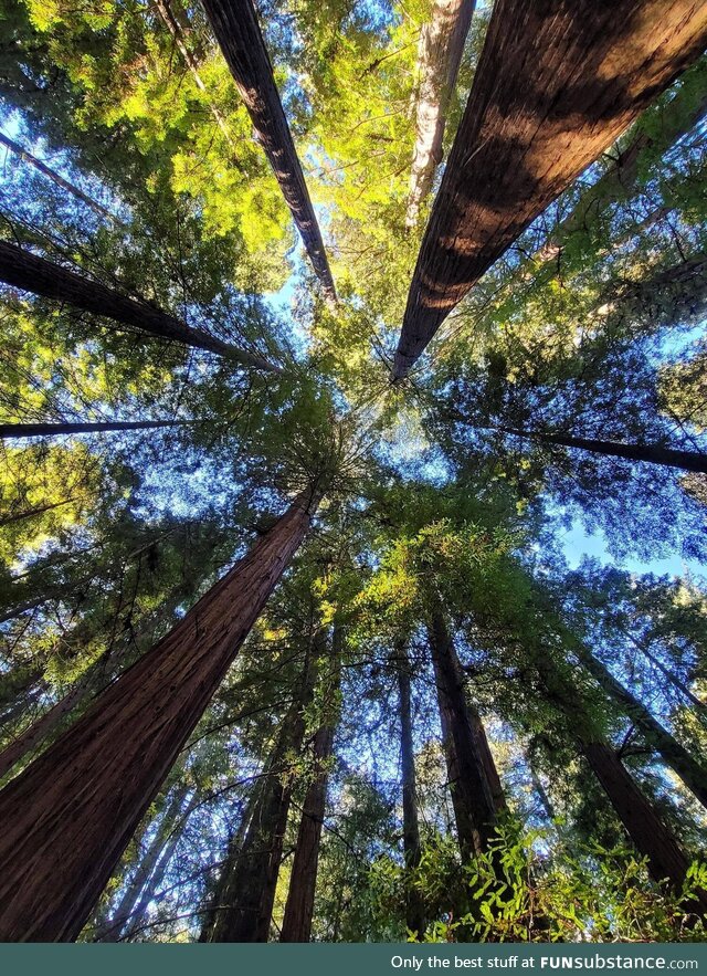 Redwoods looking up [OC] 3000x4000