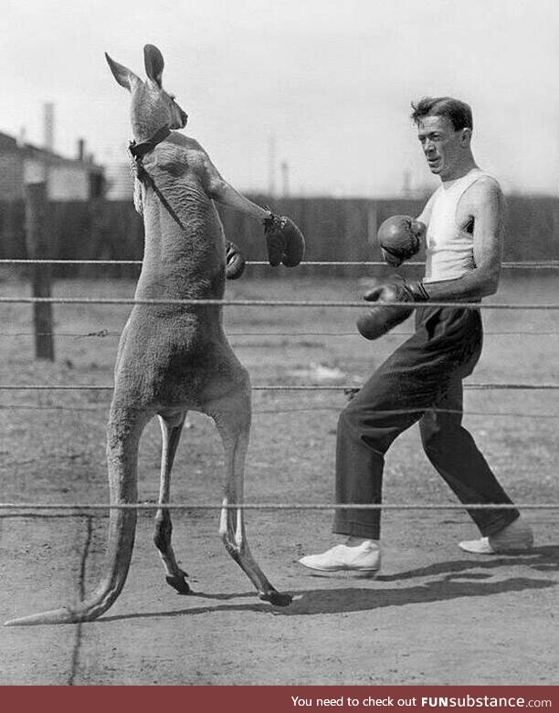Man in the ring with a male Kangaroo. Berlin, Germany, 1924