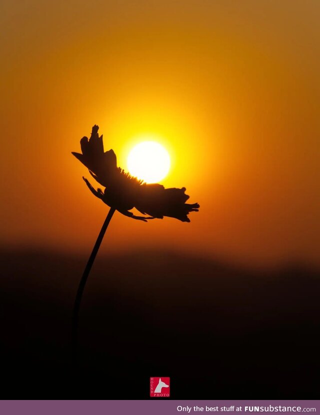 A flower at sunset that I captured here in South Korea [oc]