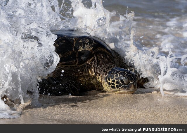 Green Sea Turtle being consumed by a wave