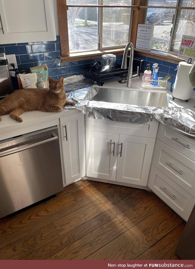 My cats wouldn’t stay off the kitchen windowsill. Good news is the foil worked