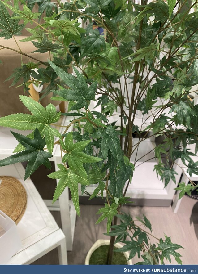 Target is selling fake marijuana trees