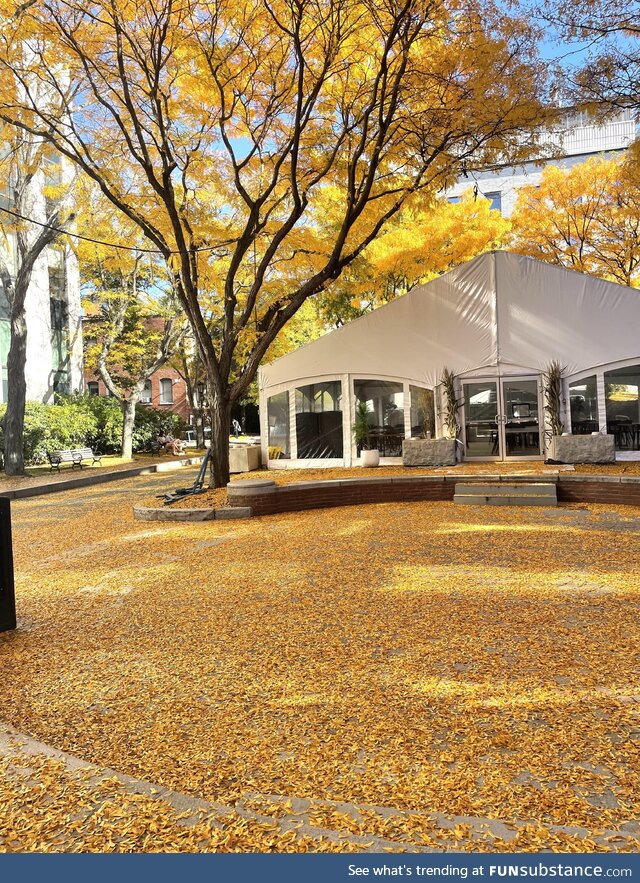 Boston: Northeastern University in the Autumn