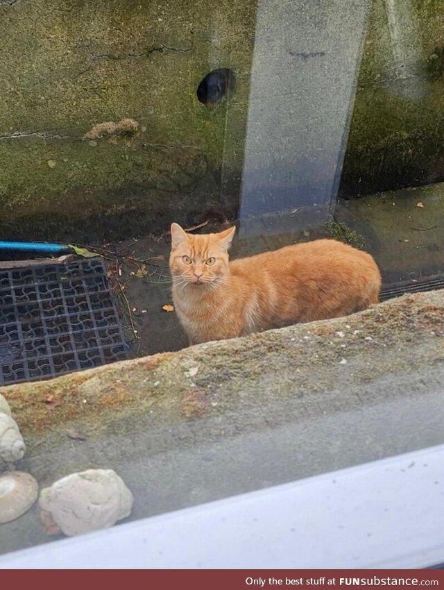 Friend was cat sitting (not this cat) and looked outside to see this angry fella looking