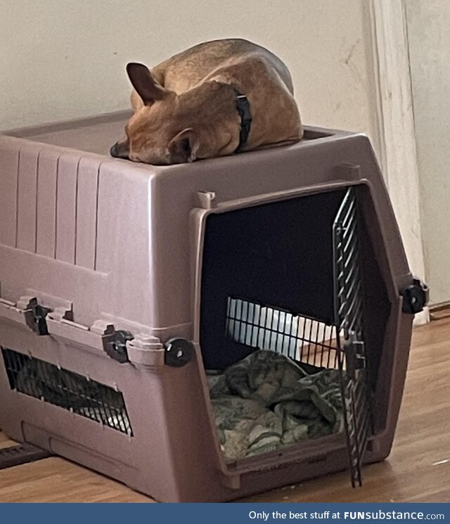 Luke prefers to sleep on top of the crate lol
