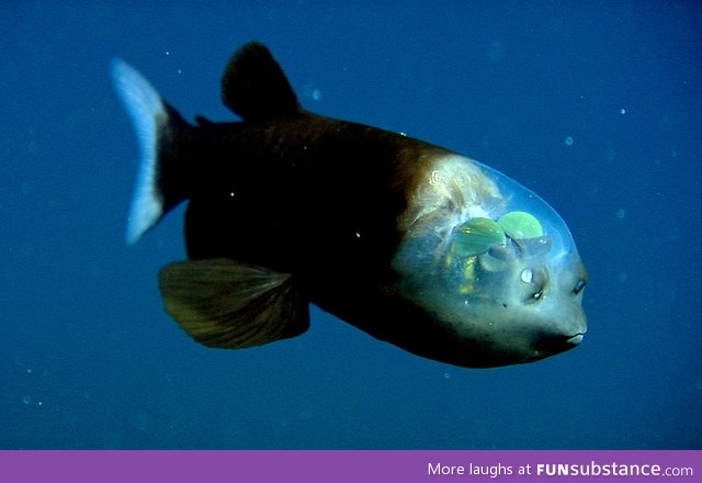 Fish with a transparent head