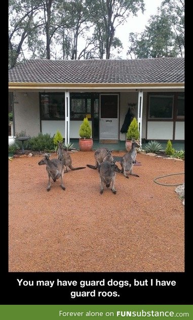 Guard kangaroos