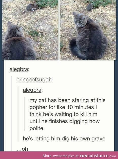 Polite cat