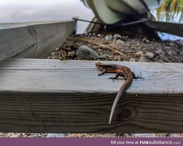 [OC] Little lizard I found under my boat